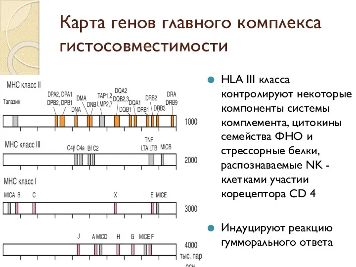 Карта генов главного комплекса гистосовместимости HLA III класса контролируют некоторые