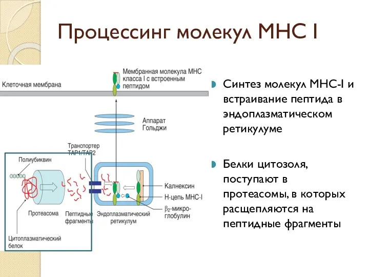 Процессинг молекул МНС I Синтез молекул MHC-I и встраивание пептида