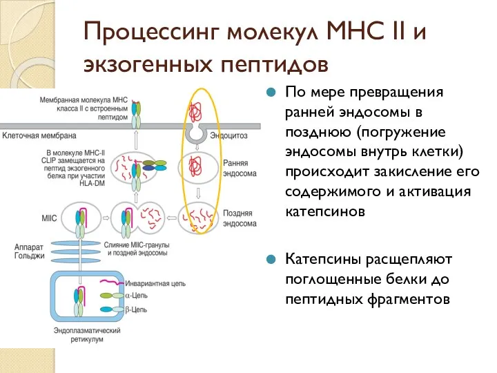 Процессинг молекул МНС II и экзогенных пептидов По мере превращения