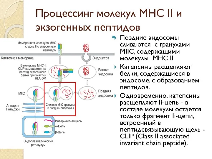 Процессинг молекул МНС II и экзогенных пептидов Поздние эндосомы сливаются