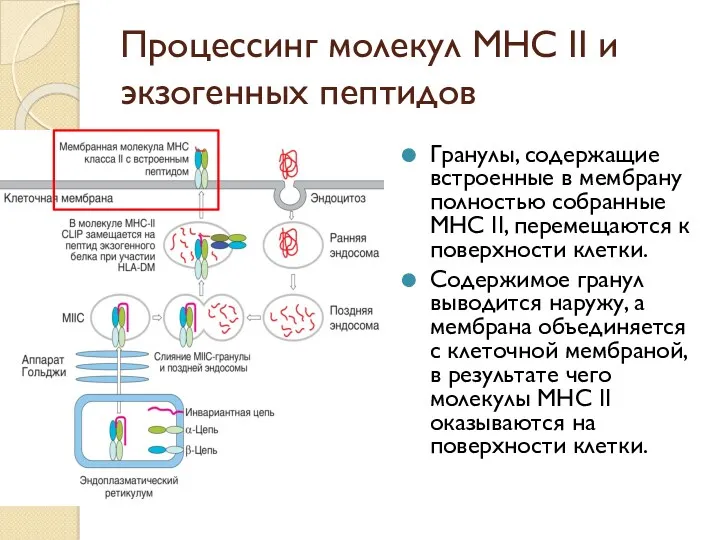 Процессинг молекул МНС II и экзогенных пептидов Гранулы, содержащие встроенные