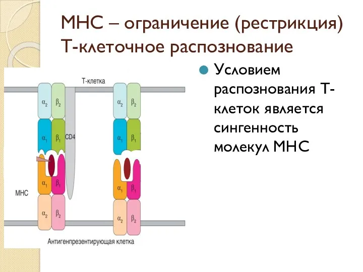 MHC – ограничение (рестрикция) Т-клеточное распознование Условием распознования Т- клеток является сингенность молекул МНС