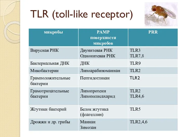 TLR (toll-like receptor)