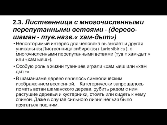 2.3. Лиственница с многочисленными перепутанными ветвями - (дерево-шаман - тув.назв.«