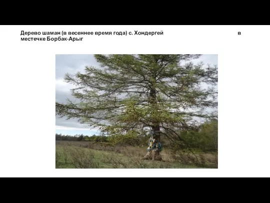 Дерево шаман (в весеннее время года) с. Хондергей в местечке Борбак-Арыг