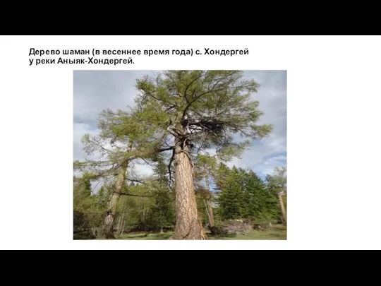 Дерево шаман (в весеннее время года) с. Хондергей у реки Аныяк-Хондергей.