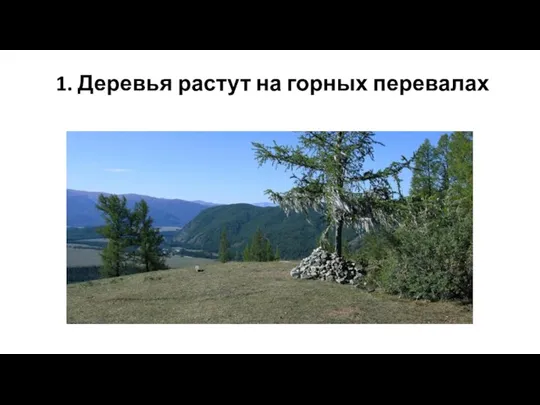 1. Деревья растут на горных перевалах