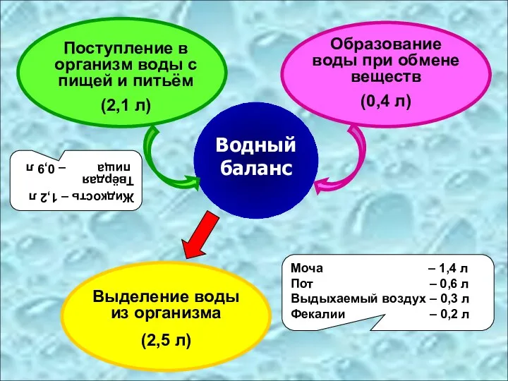 Водный баланс Поступление в организм воды с пищей и питьём