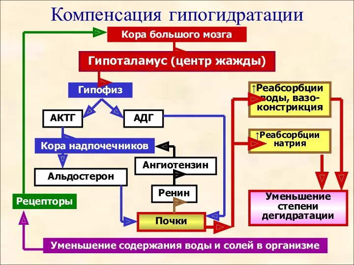 Компенсация гипогидратации Кора большого мозга Гипоталамус (центр жажды) Ренин АКТГ