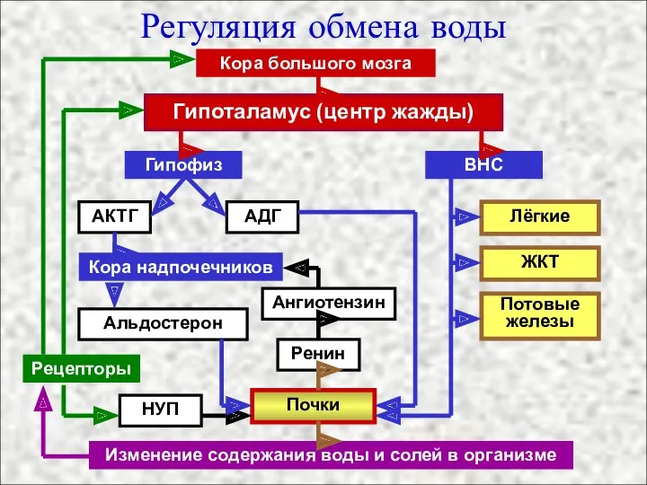 Регуляция обмена воды Кора большого мозга Гипоталамус (центр жажды) Ренин