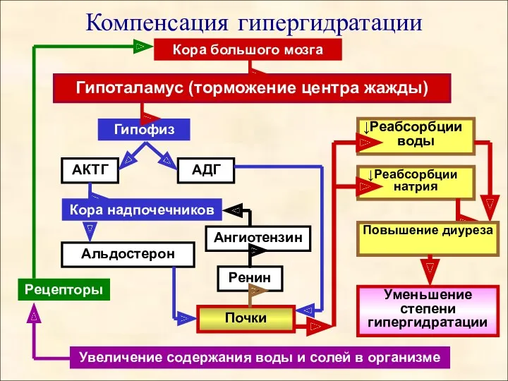 Компенсация гипергидратации Кора большого мозга Гипоталамус (торможение центра жажды) Ренин