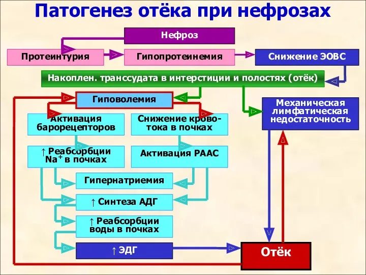 Патогенез отёка при нефрозах