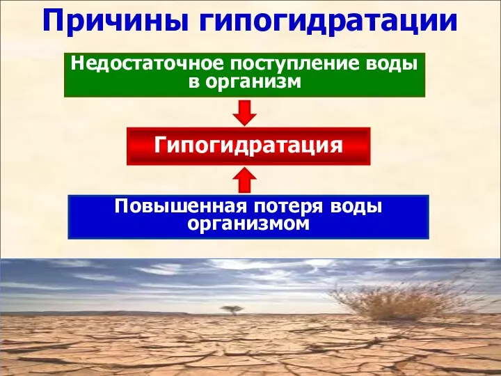 Причины гипогидратации Гипогидратация Недостаточное поступление воды в организм Повышенная потеря воды организмом