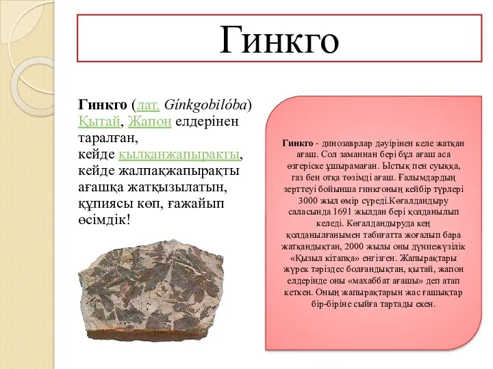 Гинкго Гинкго (лат. Gínkgobilóba) Қытай, Жапон елдерінен таралған,кейде қылқанжапырақты, кейде