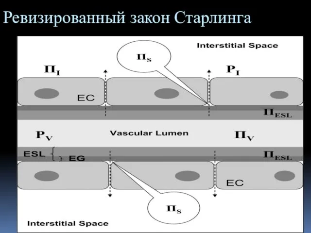 Ревизированный закон Старлинга