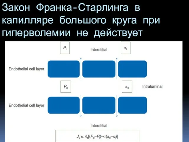 Закон Франка-Старлинга в капилляре большого круга при гиперволемии не действует