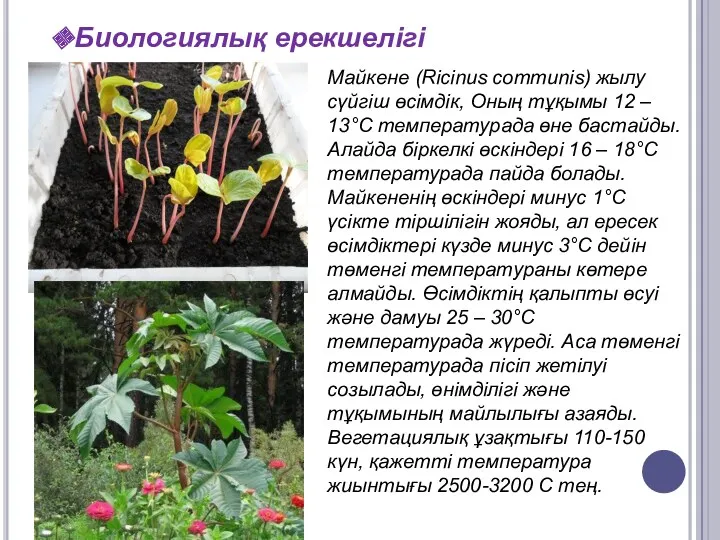 Биологиялық ерекшелігі Майкене (Ricinus communis) жылу сүйгіш өсімдік, Оның тұқымы