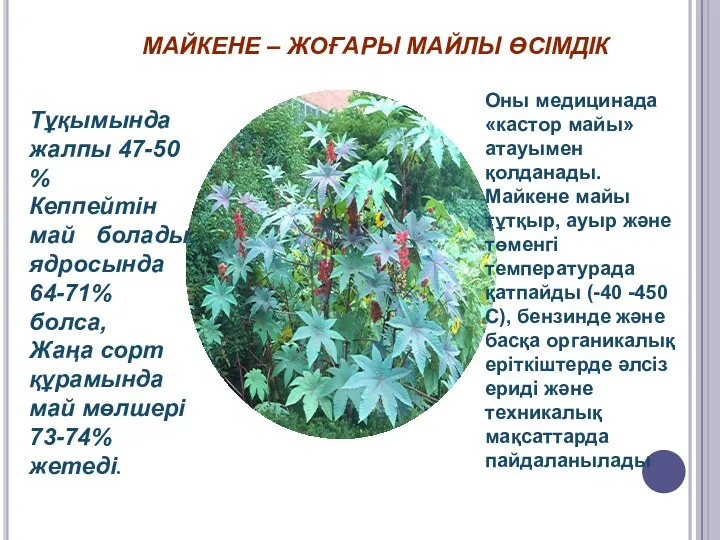 МАЙКЕНЕ – ЖОҒАРЫ МАЙЛЫ ӨСІМДІК Тұқымында жалпы 47-50 % Кеппейтін