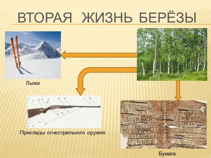 ВТОРАЯ ЖИЗНЬ БЕРЁЗЫ Бумага Приклады огнестрельного оружия Лыжи