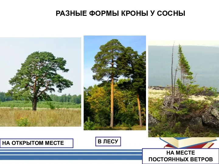 РАЗНЫЕ ФОРМЫ КРОНЫ У СОСНЫ НА ОТКРЫТОМ МЕСТЕ НА МЕСТЕ ПОСТОЯННЫХ ВЕТРОВ В ЛЕСУ