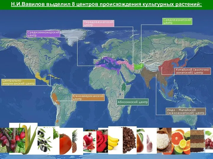 Н.И.Вавилов выделил 8 центров происхождения культурных растений: