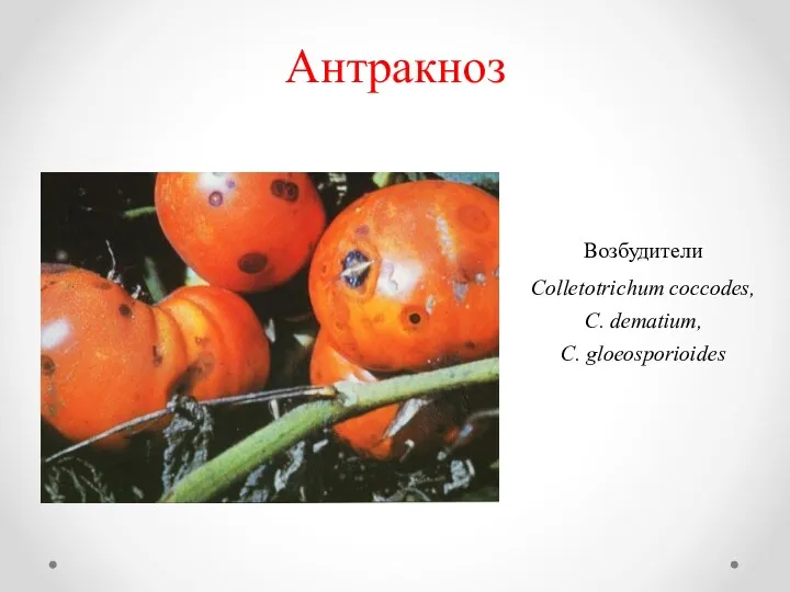 Антракноз Возбудители Colletotrichum coccodes, C. dematium, C. gloeosporioides