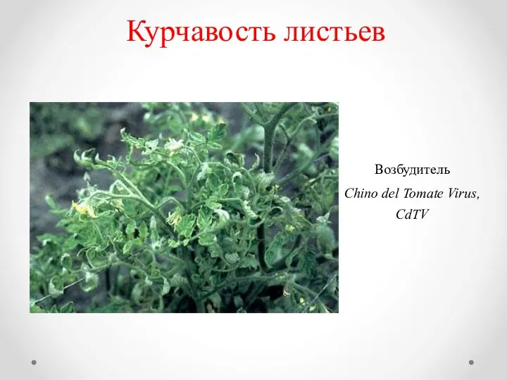 Курчавость листьев Возбудитель Chino del Tomate Virus, CdTV