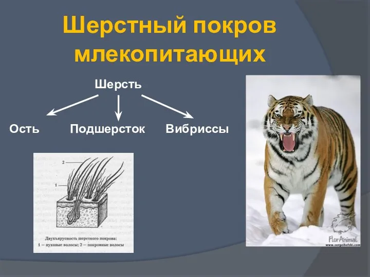 Шерстный покров млекопитающих Шерсть Ость Подшерсток Вибриссы