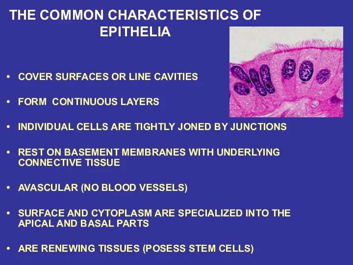 THE COMMON CHARACTERISTICS OF EPITHELIA COVER SURFACES OR LINE CAVITIES