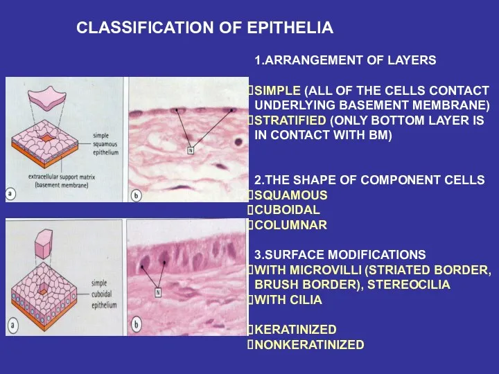 CLASSIFICATION OF EPITHELIA 1.ARRANGEMENT OF LAYERS SIMPLE (ALL OF THE