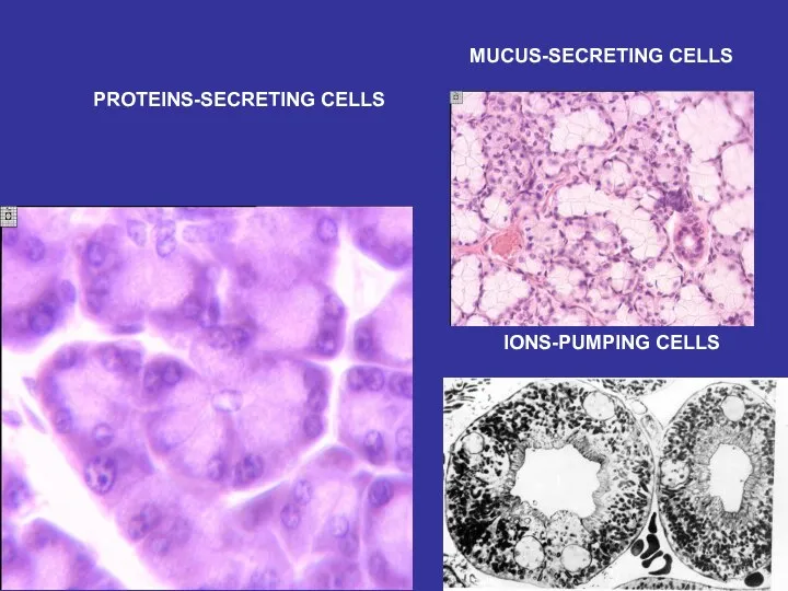 PROTEINS-SECRETING CELLS MUCUS-SECRETING CELLS IONS-PUMPING CELLS