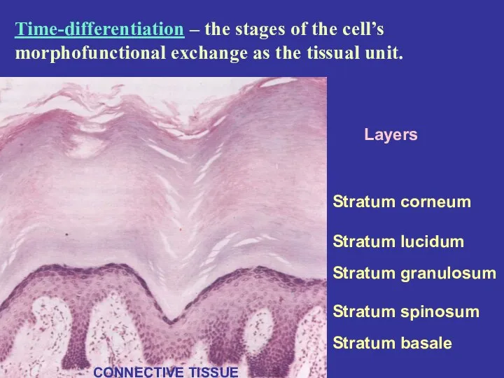 Layers Stratum corneum Stratum lucidum Stratum granulosum Stratum spinosum Stratum