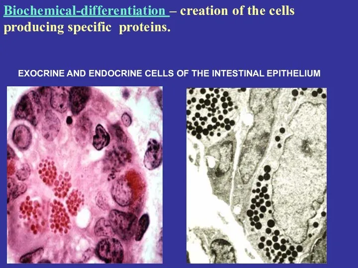 EXOCRINE AND ENDOCRINE CELLS OF THE INTESTINAL EPITHELIUM Biochemical-differentiation –