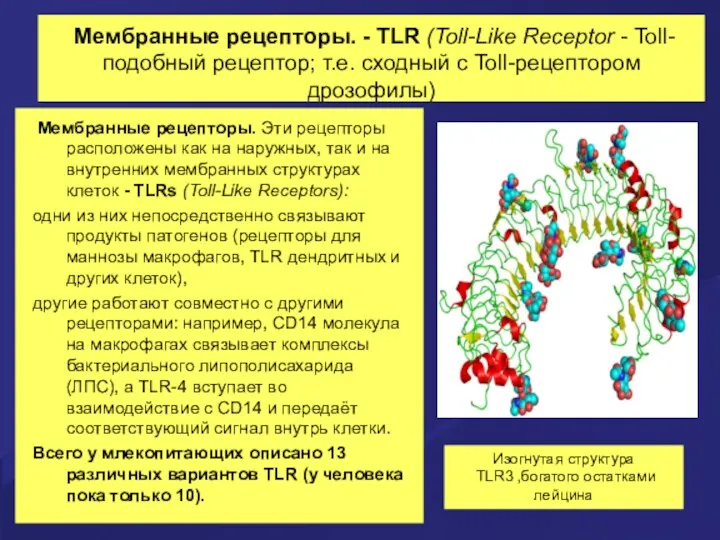 Мембранные рецепторы. - TLR (Toll-Like Receptor - Toll-подобный рецептор; т.е.