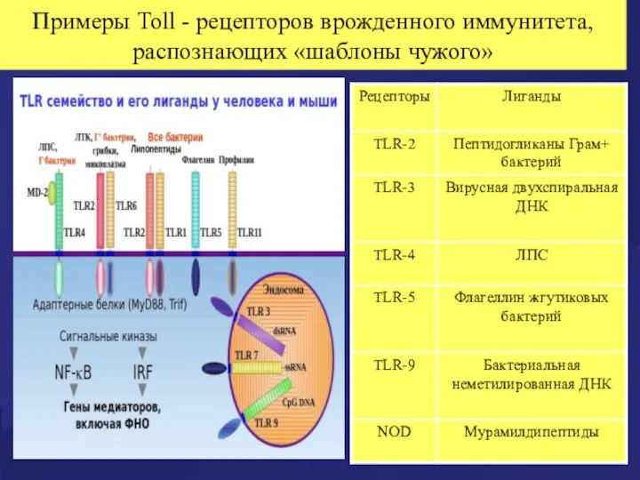 Примеры Toll - рецепторов врожденного иммунитета, распознающих «шаблоны чужого»