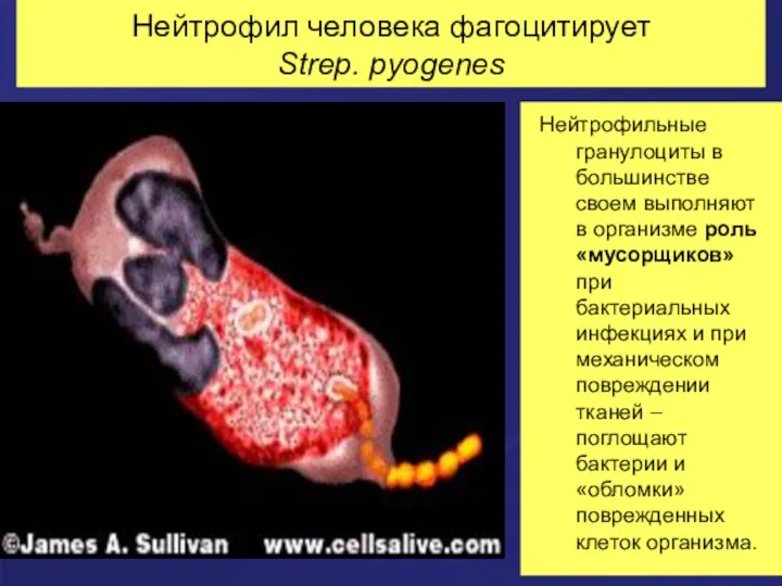Нейтрофил человека фагоцитирует Strep. pyogenes Нейтрофильные гранулоциты в большинстве своем