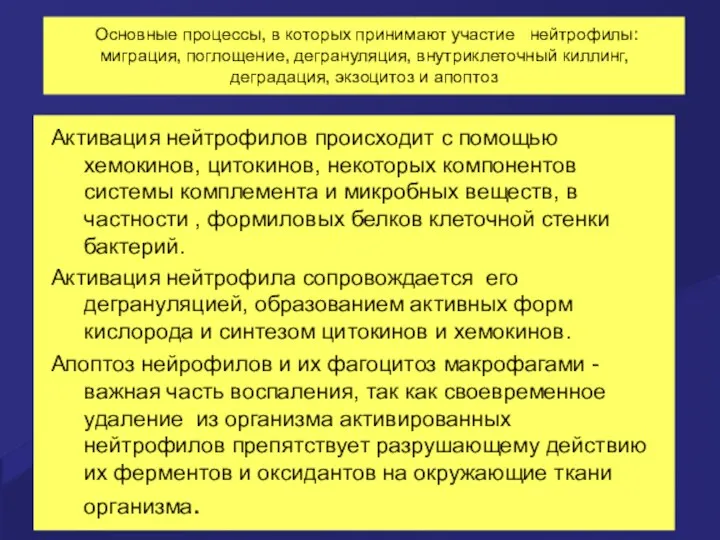 Основные процессы, в которых принимают участие нейтрофилы: миграция, поглощение, дегрануляция,