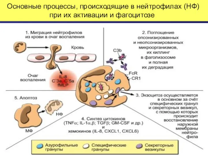 Основные процессы, происходящие в нейтрофилах (НФ) при их активации и фагоцитозе