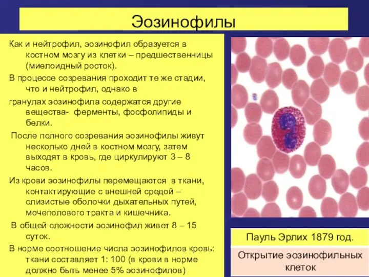 Эозинофилы Как и нейтрофил, эозинофил образуется в костном мозгу из