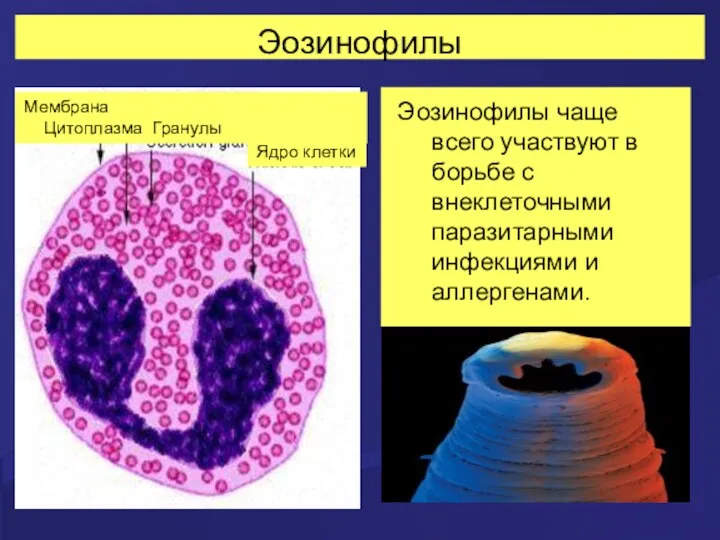 Эозинофилы Эозинофилы чаще всего участвуют в борьбе с внеклеточными паразитарными