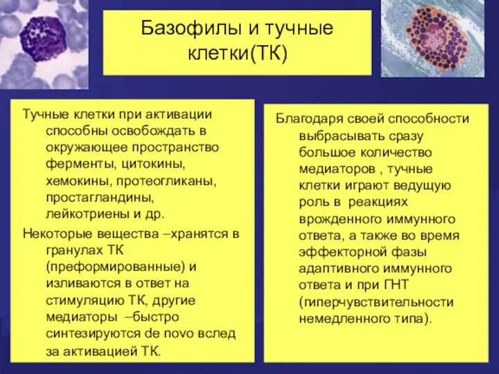 Базофилы и тучные клетки(ТК) Тучные клетки при активации способны освобождать