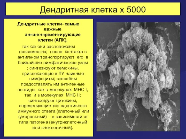 Дендритная клетка х 5000 Дендритные клетки- самые важные антигенпрезентирующие клетки