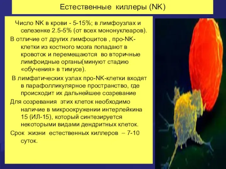 Естественные киллеры (NK) Число NK в крови - 5-15%; в
