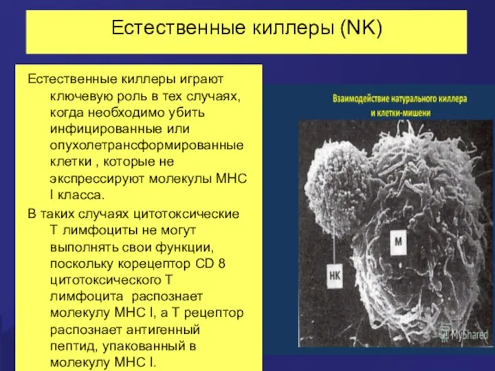 Естественные киллеры (NK) Естественные киллеры играют ключевую роль в тех