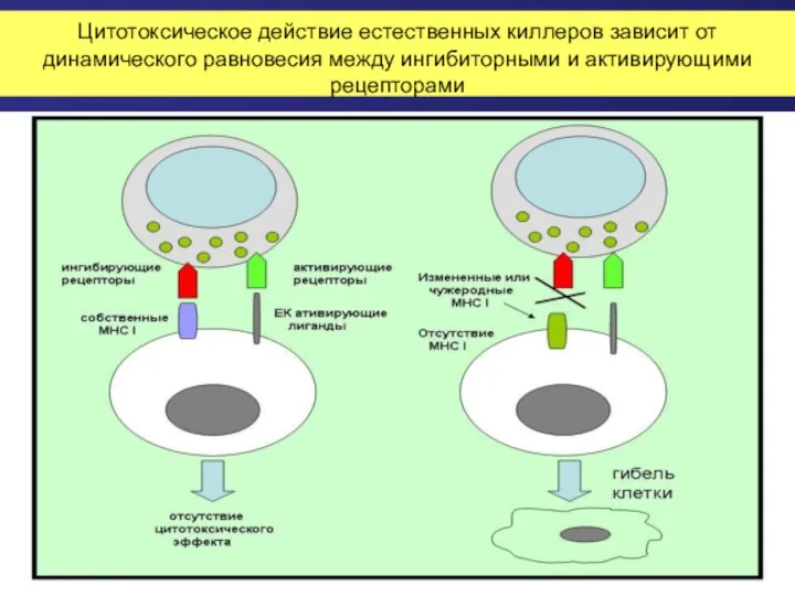 Цитотоксическое действие естественных киллеров зависит от динамического равновесия между ингибиторными и активирующими рецепторами