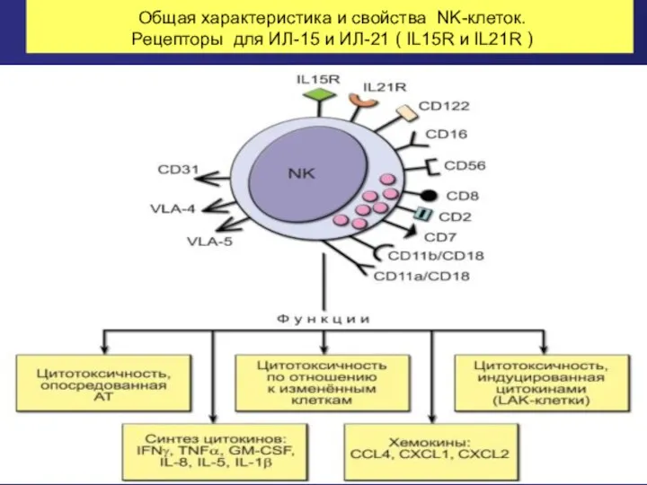 Общая характеристика и свойства NK-клеток. Рецепторы для ИЛ-15 и ИЛ-21 ( IL15R и IL21R )