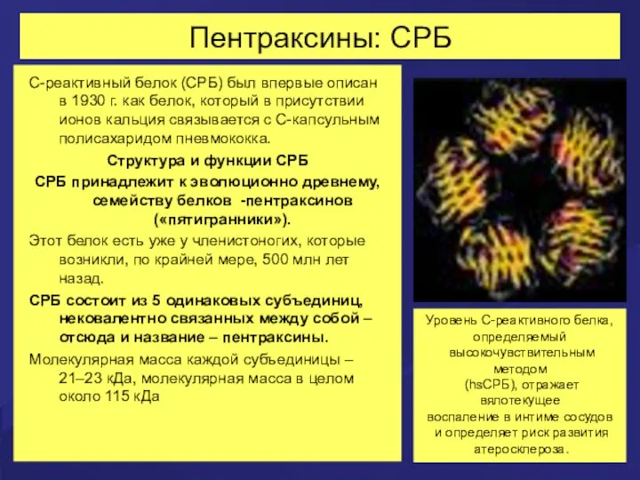 Пентраксины: СРБ С-реактивный белок (СРБ) был впервые описан в 1930