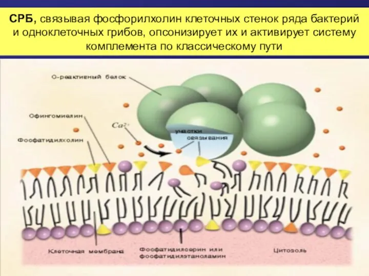 СРБ, связывая фосфорилхолин клеточных стенок ряда бактерий и одноклеточных грибов,