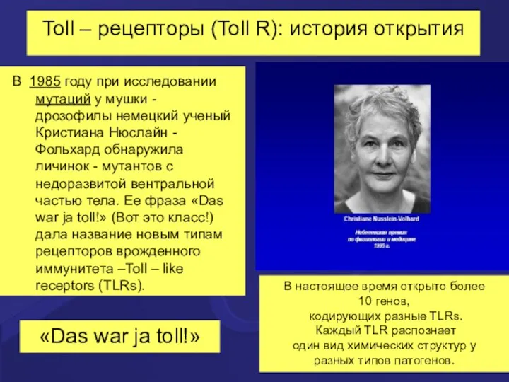 Toll – рецепторы (Toll R): история открытия В 1985 году