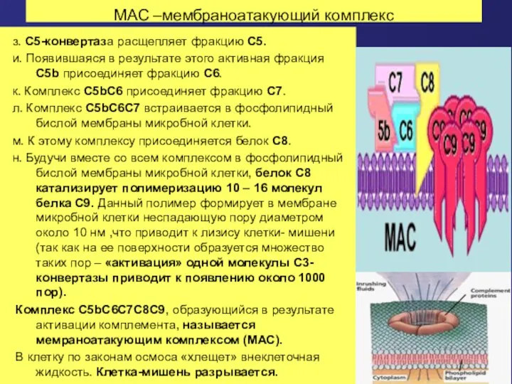 МАС –мембраноатакующий комплекс з. С5-конвертаза расщепляет фракцию С5. и. Появившаяся